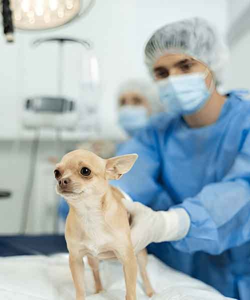 Veterinary-Instruments