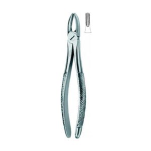 Incisors-and-Cuspids-1