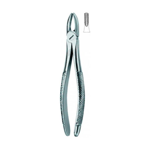 Incisors-and-Cuspids-1