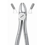 Anatomical Serrata Edge Dental Forceps