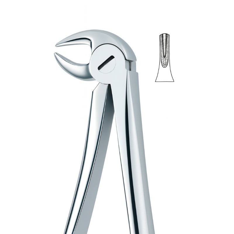 Cross Section Grip Dental Forceps Cross Section Grip Dental Forceps