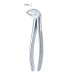 Molar Grip Stainless Dental Forceps