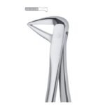 Molar Root Grip Stainless Dental Forceps