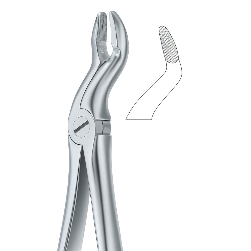 Upper Molar Serrated Curve Dental Forceps